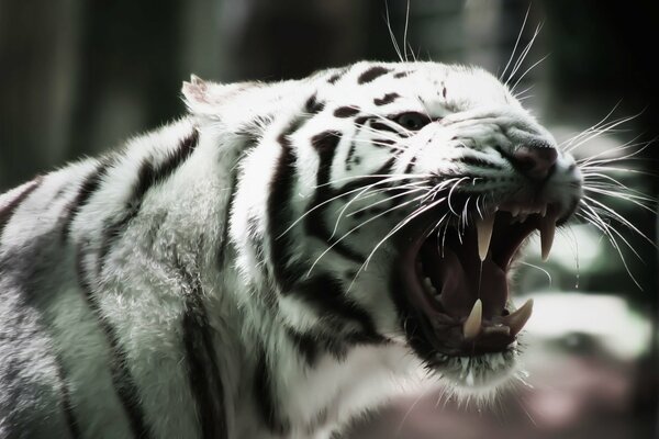 Tiger Albino mit lustigem Schnurrbart