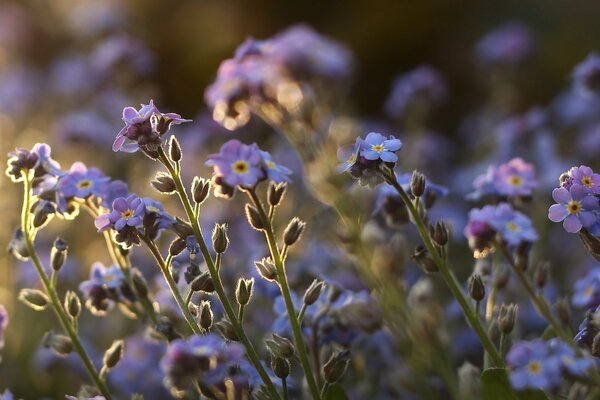 Beau champ de Myosotis violets