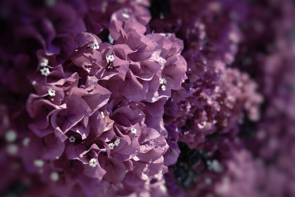 Muchas flores con pétalos púrpuras
