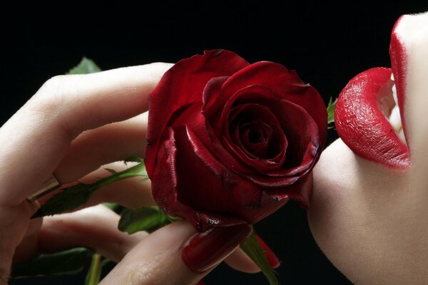 A red rose in the hand of red lips