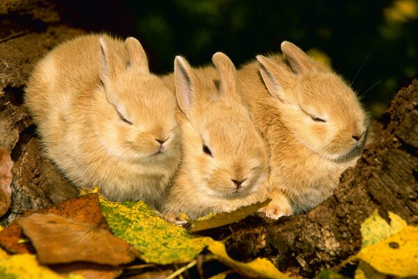 Three rabbits are sitting in the foliage in autumn