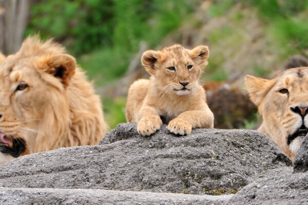 Familia de leones descansando en la naturaleza