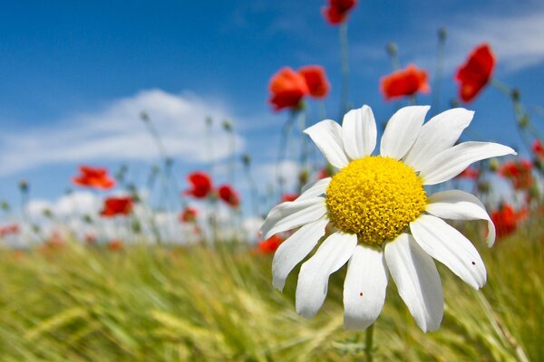 Saftige Farben der Sommerfelder