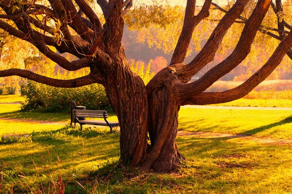 Early autumn morning trees wake up in the park