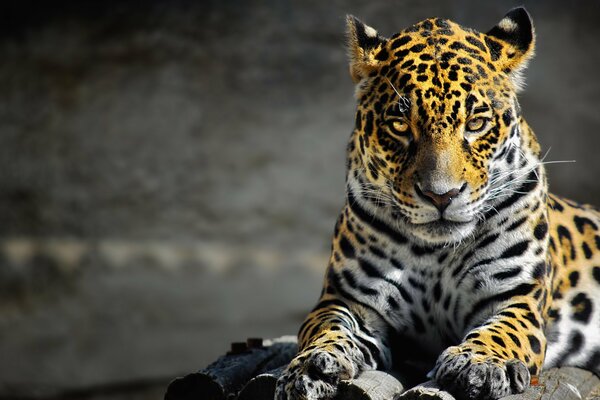 Yellow leopard, predator s gaze