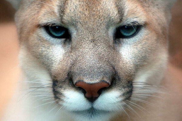 Verschwommener puma, räuberischer Blick