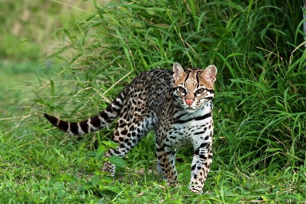 Depredador de gato manchado en la caza