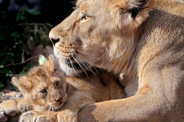 Leona y cachorro de León se acuestan y se abrazan