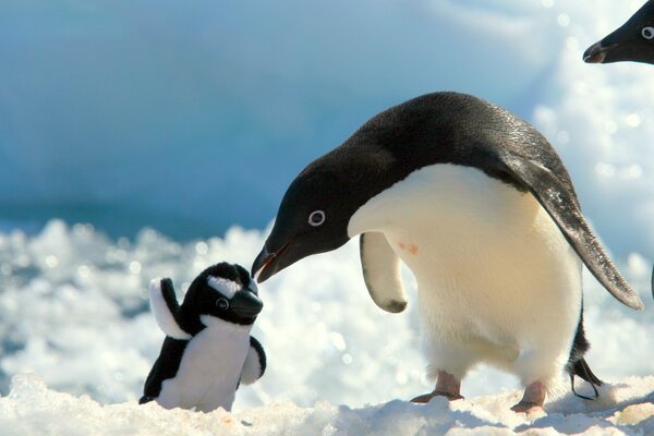 A penguin plays with a baby penguin toy in the snow