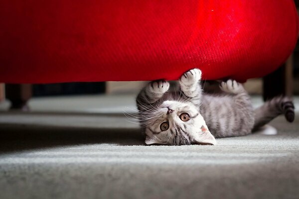 Grey striped kitten playing