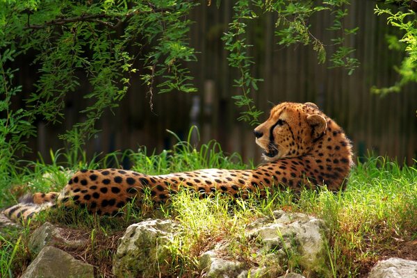 Cheetah lies on the green grass in the forest