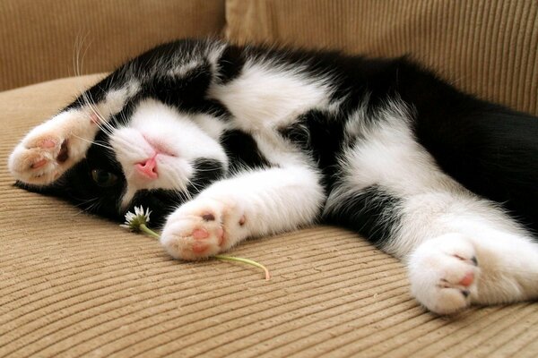 The kitten is lying with a flower on the sofa