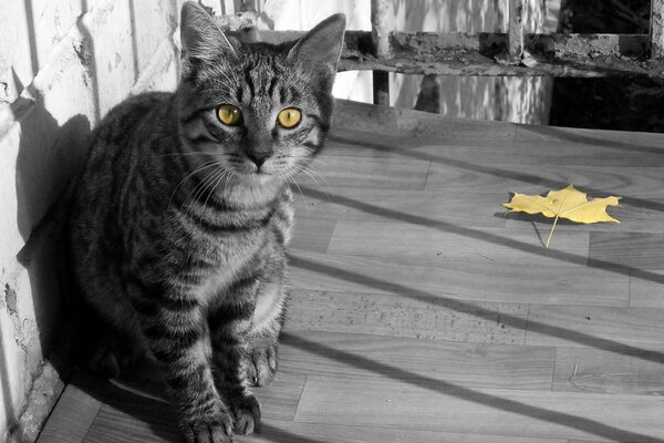 Foto en blanco y negro de un gato con ojos amarillos