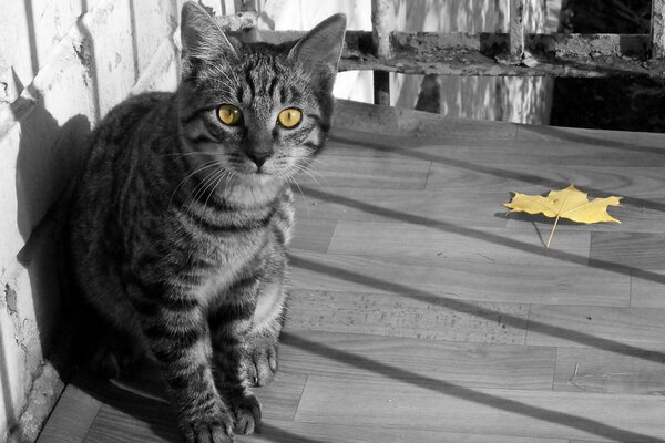 Photo noir et blanc d un chat aux yeux jaunes