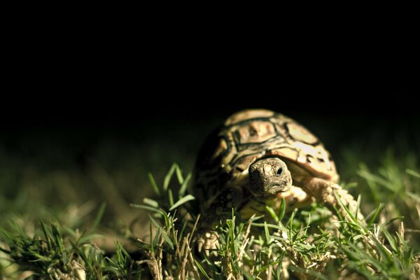 The turtle crawls on the green grass