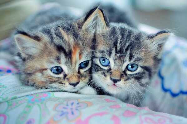 Deux frères chaton dans une couverture