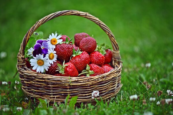Assortiment de printemps: fraise, camomille, trèfle