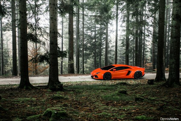 En el camino en el bosque va un coche rojo