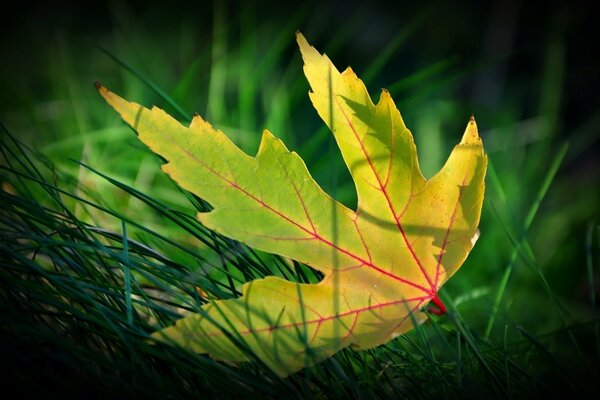 Gelbes Herbstblatt mit roten Adern im hellgrünen Gras