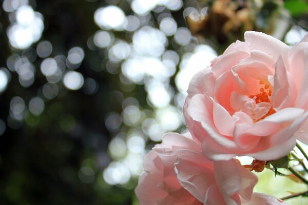 The tenderness and fragrance of roses in one picture