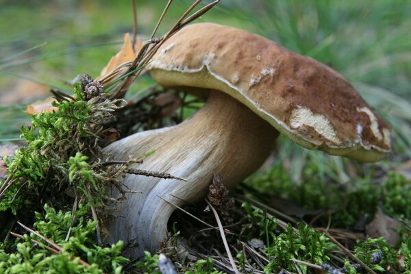 Weißer Pilz unter Moos, Zweigen und Nadeln