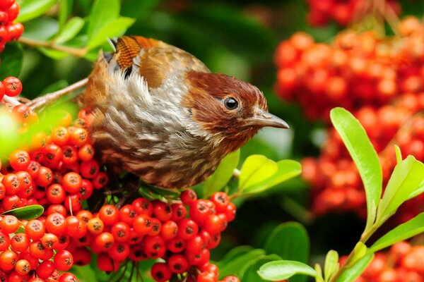 Brauner Vogel auf einem Hintergrund von roten Beeren