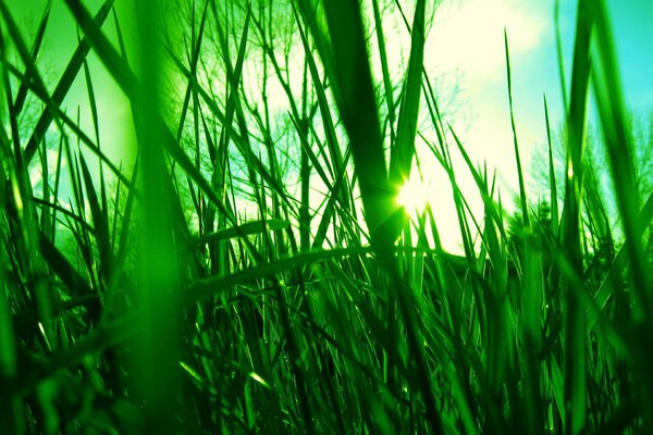 Hierba verde a través de la cual los rayos del sol penetran