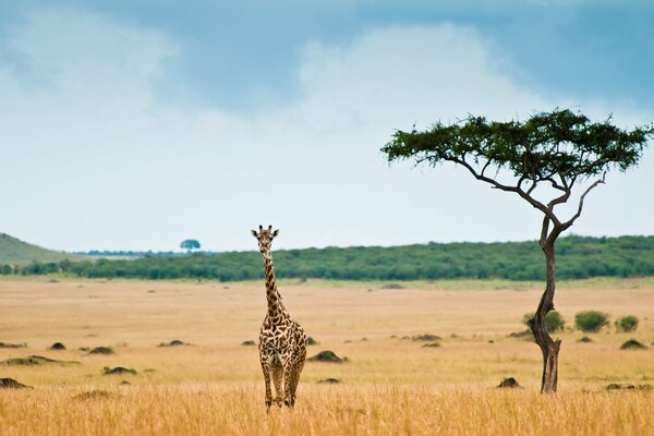 Giraffe in the middle of a sultry savannah