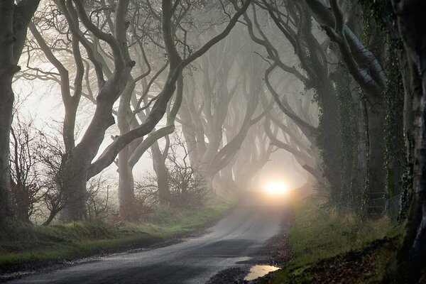 Bosque sombrío, camino en la niebla