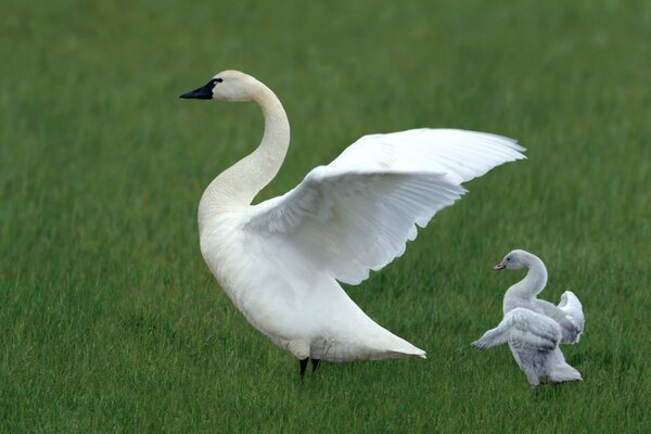 Two white swans spread their wings