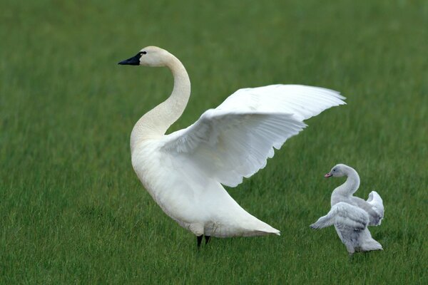 Deux cygnes blancs écartent leurs ailes