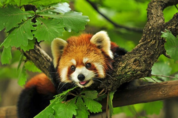 Красная панда в листве деревьев