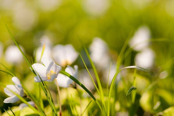 Blurred colors of summer nature