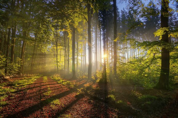 Le soleil brille à travers les arbres dans la forêt