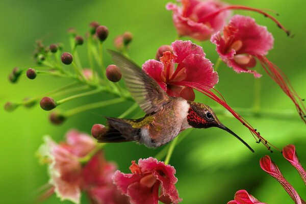 Colibrì accanto a fiori rosa su sfondo verde