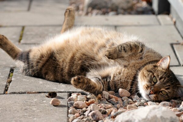 Dicke Katze genießt in der Sonne