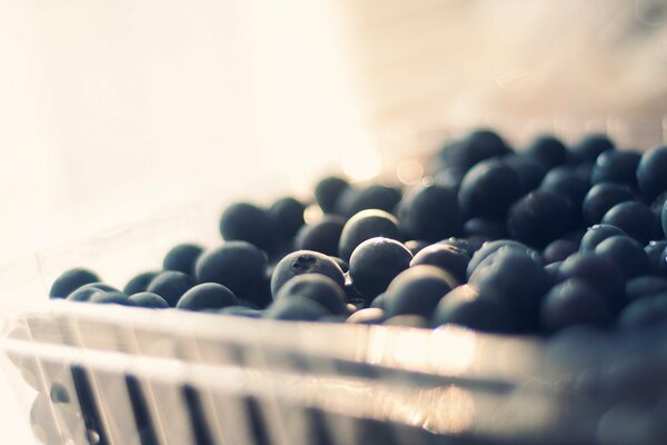 Ripe large blueberries in the tray