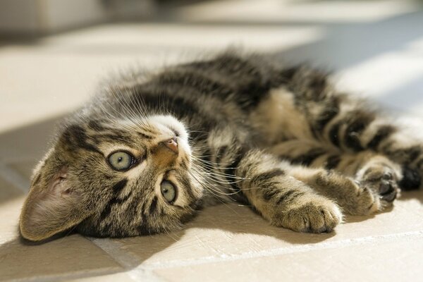 A half-grown kitten is basking on the floor