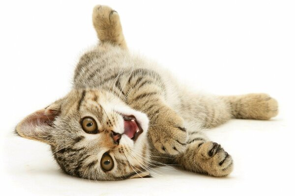 Playful kitten lying on the floor