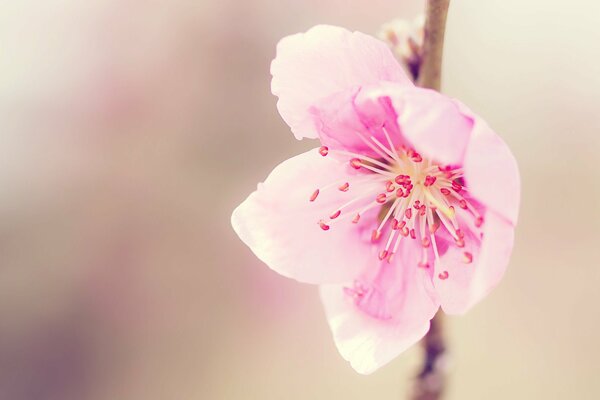 Delicato fiore rosa sul ramo