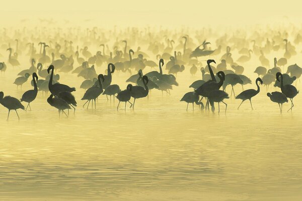 Beaucoup de flamants roses dans l eau dorée