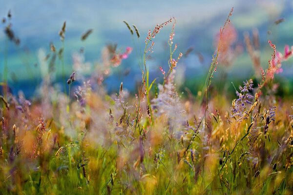 Frescura y frescura de los campos de verano