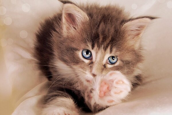 Mignon chaton moelleux, patte tendue