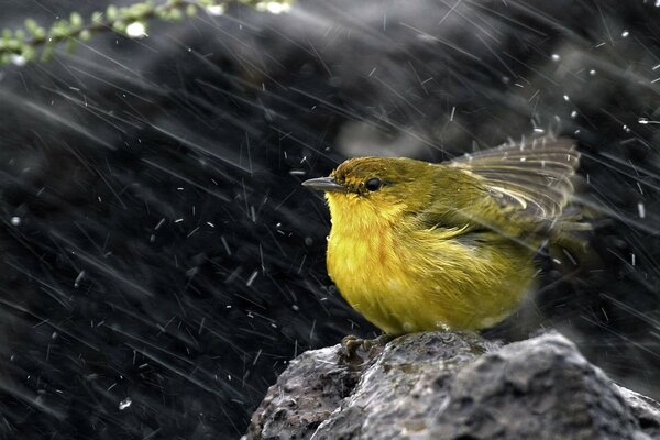 Gelber Vogel schüttelt Wasser aus den Federn