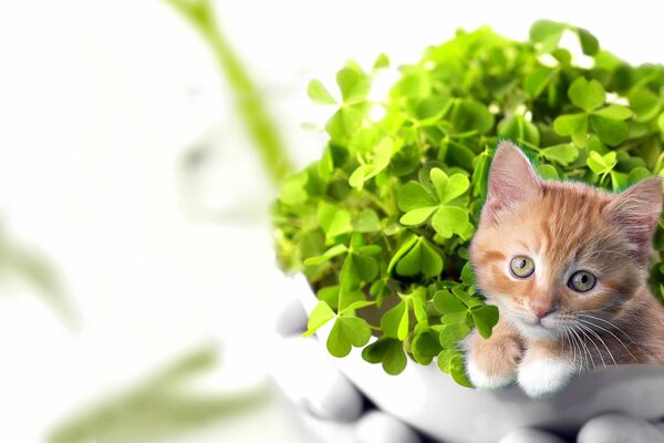 Little ginger kitten in a pot