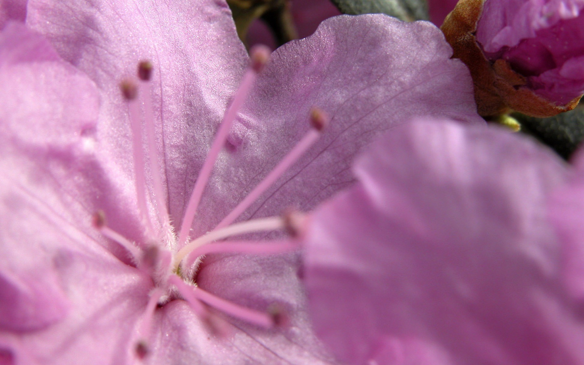 flor rosa delicado macro