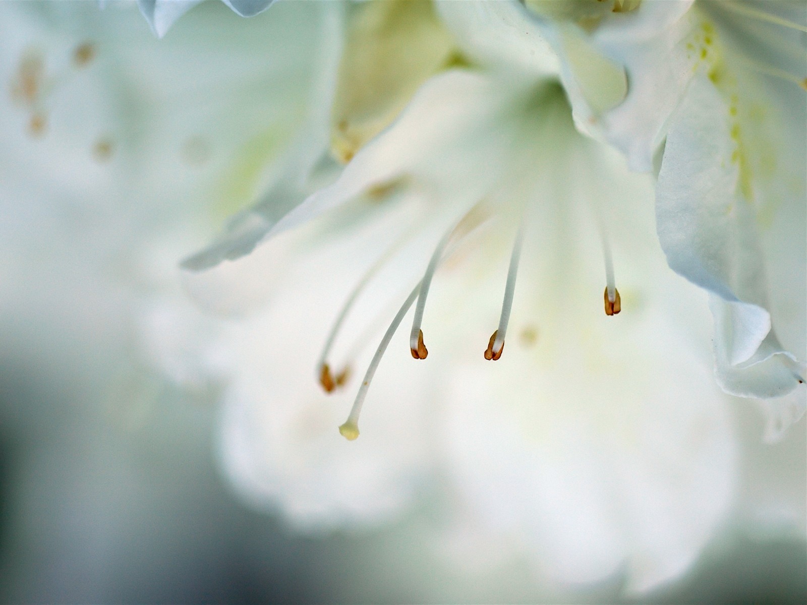 flower close up