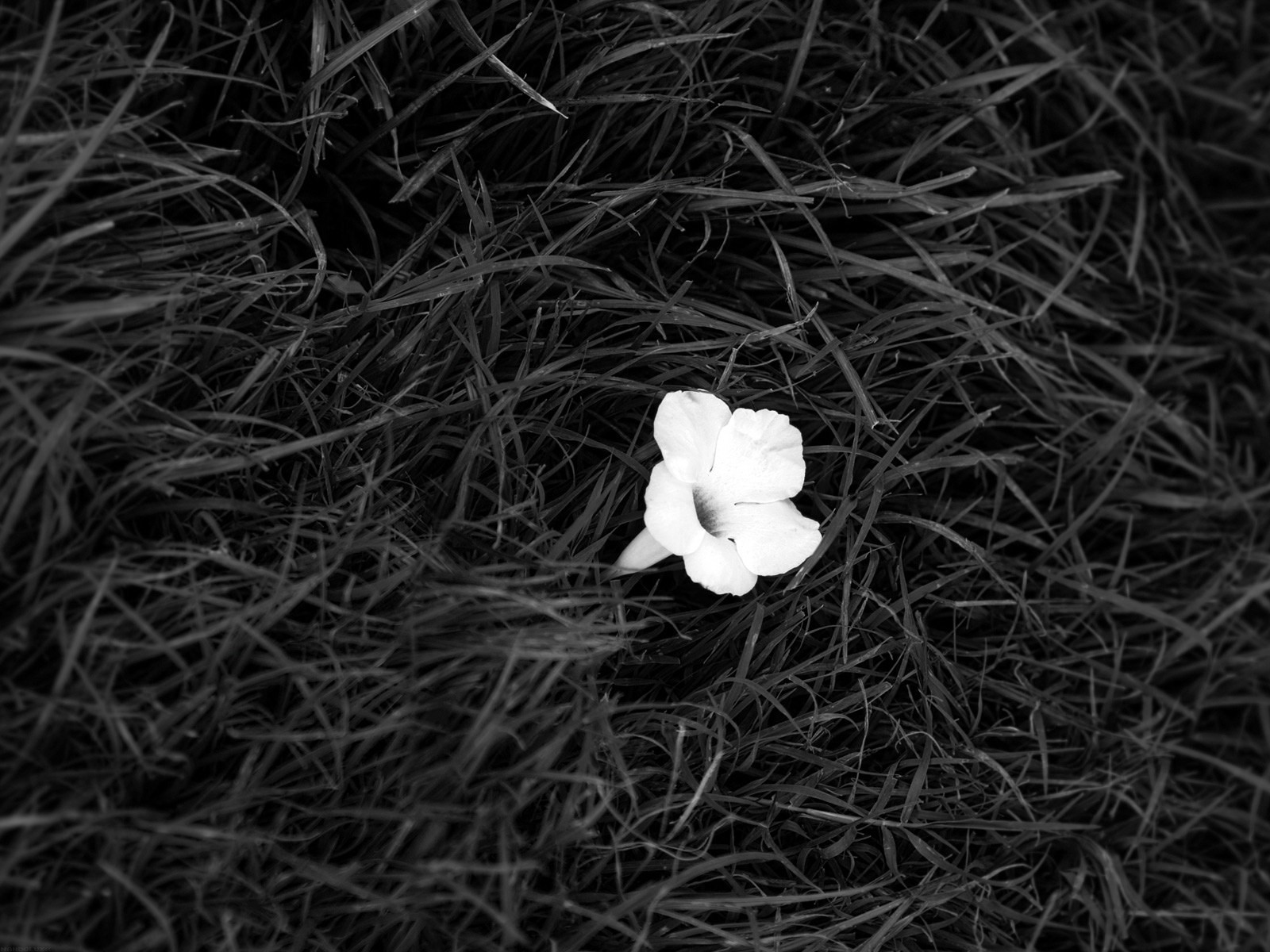 flor negro blanco