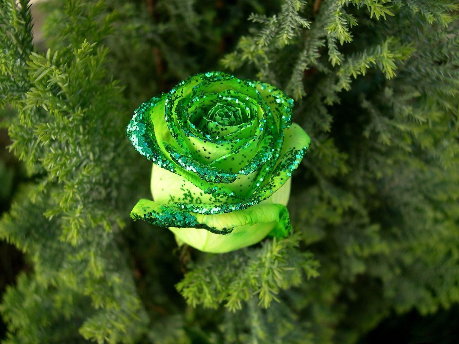 verdure rose paillettes