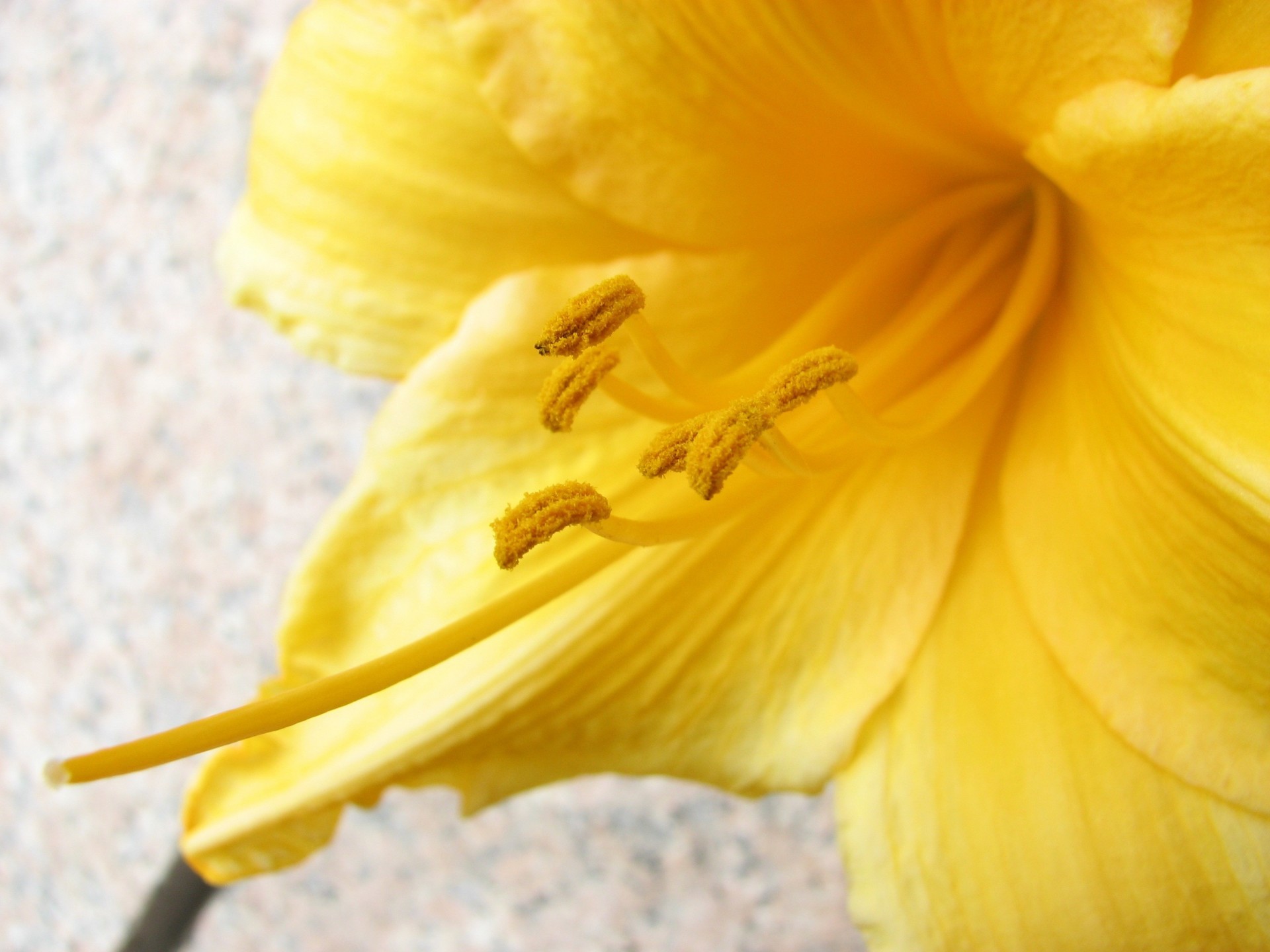 macro flor amarillo polen